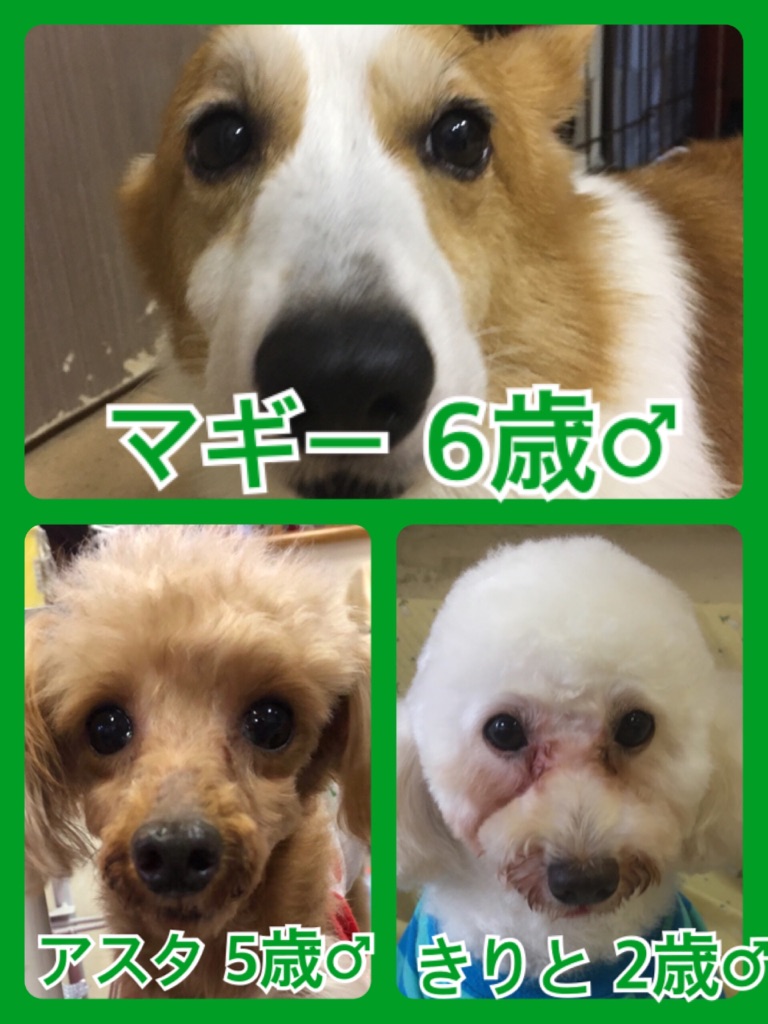 🐾今日の里親様募集中ワンコ🐶メンバー🐾2018,5,29